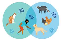 بیماری‌های چشمی مشترک انسان و حیوان